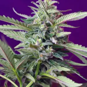 S.A.D. Sweet Afgani Delicious Auto Seeds by Sweet Seeds