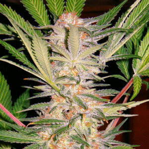 S.A.D. Sweet Afghani Delicious S1