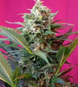 Big Devil XL Auto Seeds by Sweet Seeds