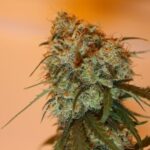 148165_2192659_pimcore_1_4