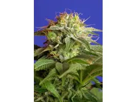 Green Poison F1 Fast Version Feminized Seeds by Sweet Seeds