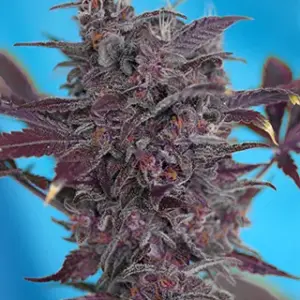 Black Cream Auto Seeds by Sweet Seeds