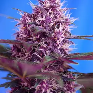 Red Poison Auto Seeds by Sweet Seeds