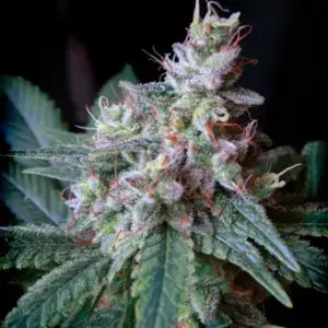 Cream Caramel F1 Fast Version Feminized Seeds by Sweet Seeds