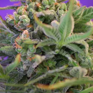Sweet Cheese F1 Fast Version Feminized Seeds by Sweet Seeds