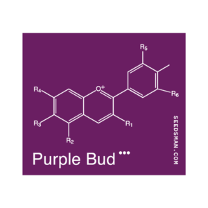 Purple Bud Regular