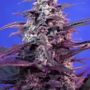 Bloody Skunk Auto Seeds by Sweet Seeds