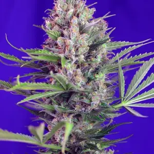 Cream Mandarine F1 Fast Version Feminized Seeds by Sweet Seeds