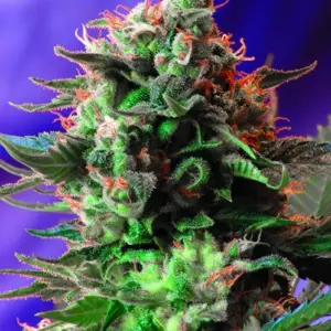 Jack 47 F1 Fast Version Feminized Seeds by Sweet Seeds