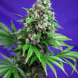 Killer Kush F1 Fast Version Feminized Seeds by Sweet Seeds