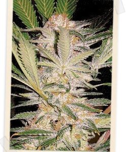 S.A.D. F1 FAST Version