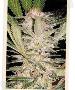 S.A.D. Sweet Afgani Delicious F1 Fast Version Feminized Seeds by Sweet Seeds