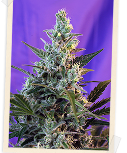 Sweet Skunk F1 FAST Version