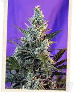 Sweet Skunk F1 Fast Version Feminized Seeds by Sweet Seeds