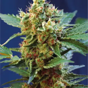 Cream Mandarine XL Auto Seeds by Sweet Seeds