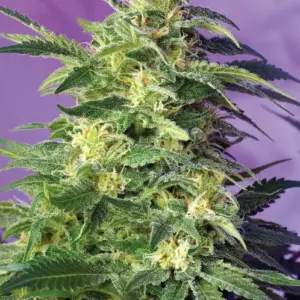 Killer Kush Auto Seeds by Sweet Seeds