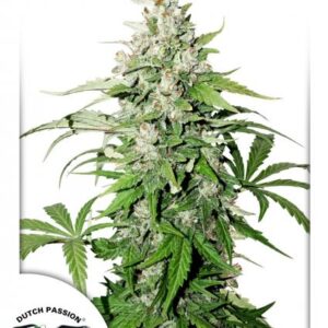 Cinderella Jack Auto