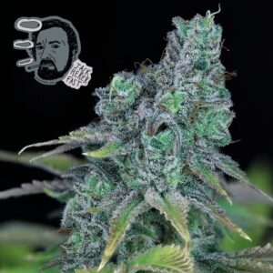 Jack Herer Fast