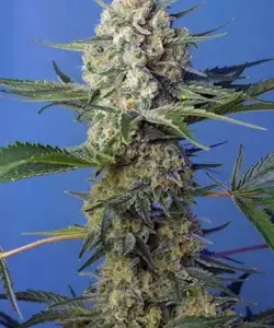 Crystal Candy F1 Fast Version Feminized Seeds by Sweet Seeds
