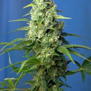 Honey Peach CBD Auto Seeds by Sweet Seeds
