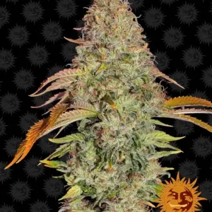 Original Z OG Auto Seeds by Barney's Farm
