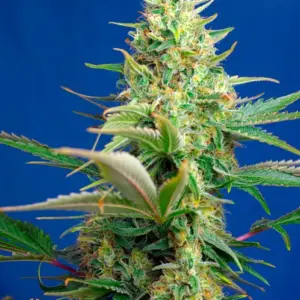 Sweet Pure CBD Auto Seeds by Sweet Seeds