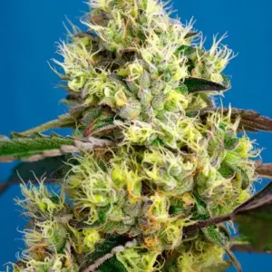 Sweet Gelato Auto Seeds by Sweet Seeds