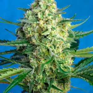 Jack 47 XL Auto Seeds by Sweet Seeds