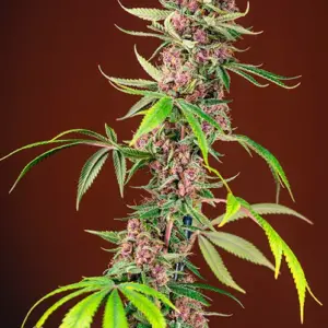 Red Mandarine F1 Fast Version Feminized Seeds by Sweet Seeds