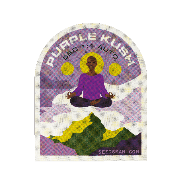 Purple Kush CBD 1:1 Auto