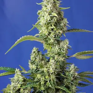 Gorilla Girl XL Auto Seeds by Sweet Seeds