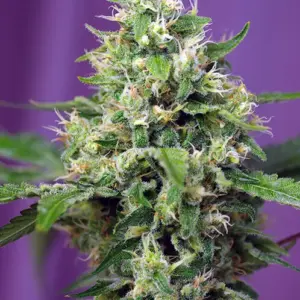 Sweet Amnesia Haze XL Auto Seeds by Sweet Seeds