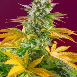 Gorilla Girl F1 Fast Version Feminized Seeds by Sweet Seeds
