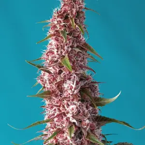 Red Pure CBD Auto Seeds by Sweet Seeds