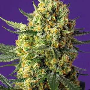 Crystal Candy XL Auto Seeds by Sweet Seeds