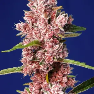 Tropicanna Poison F1 Fast Version Feminized Seeds by Sweet Seeds