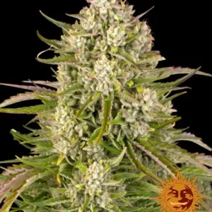 Wedding Cake Auto