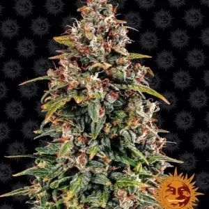 Watermelon Z Auto