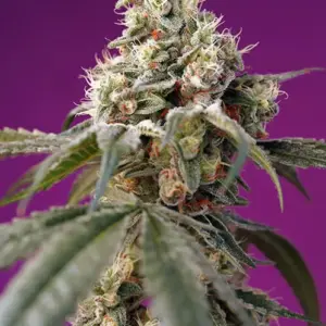 Bruce Banner Auto Seeds by Sweet Seeds