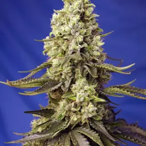 Runtz XL Auto Seeds by Sweet Seeds