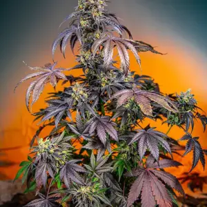 Red Gorilla Girl XL Auto Seeds by Sweet Seeds