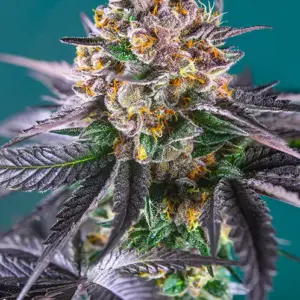 Red Strawberry Banana Auto Seeds by Sweet Seeds