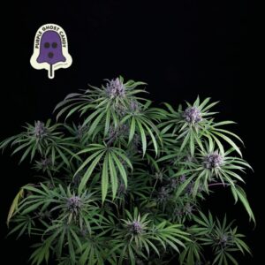 Purple Ghost Candy