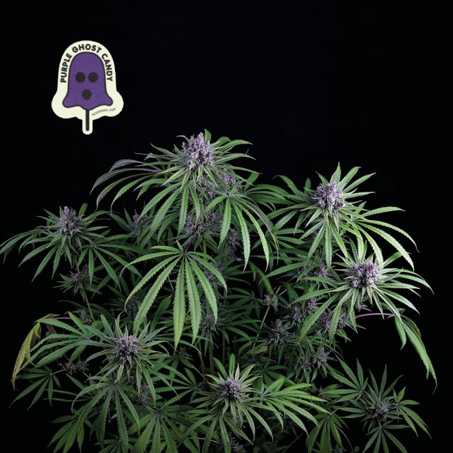 Purple Ghost Candy
