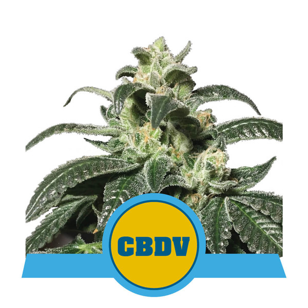 Royal CBDV Auto