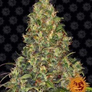 Amnesia Haze Auto