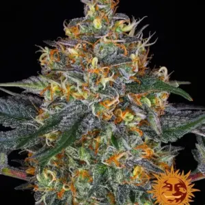 Moby Dick Auto