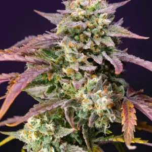 Purple Punch OG XL Auto Seeds by Sweet Seeds