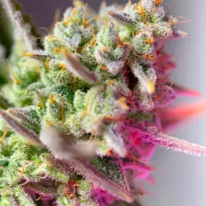 Sweet Mimosa XL Auto Seeds by Sweet Seeds