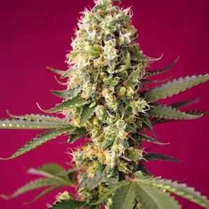 Skywalker OG Runtz XL Auto Seeds by Sweet Seeds